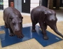 Wild About Babies: Gillie and Marc’s latest animal installation at Paternoster Square